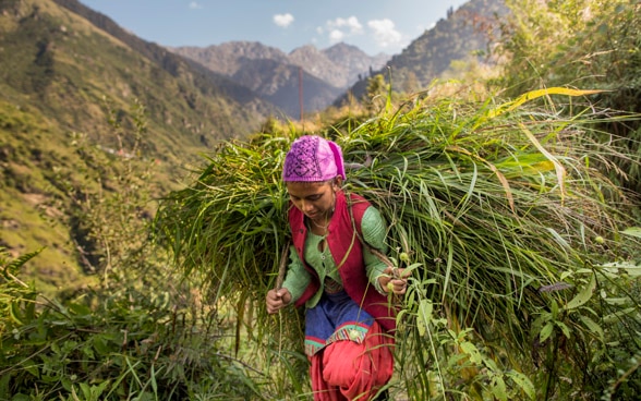 A woman in traditional coloured clothing cultivates the land in a mountainous region and carries freshly cut grass on her shoulders.