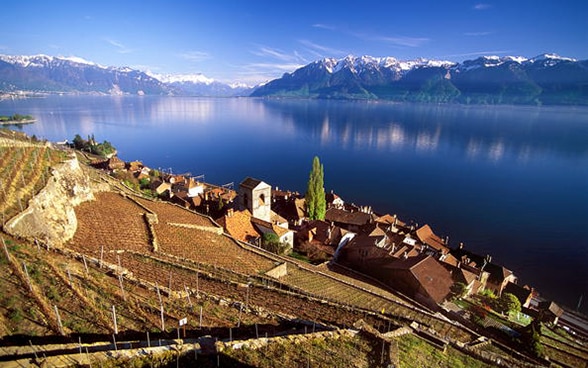 Ausblick auf Weinberge des Lavaux am Genfer See