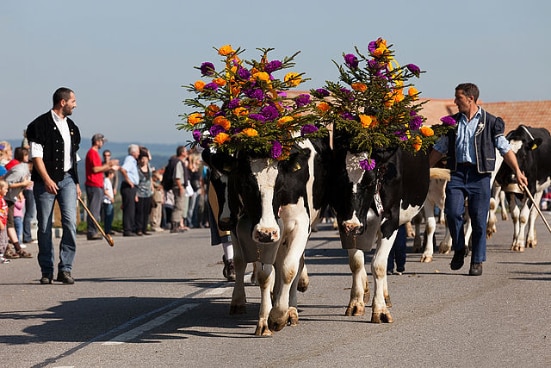 Mucche agghindate con decorazioni sulla testa e campane.
