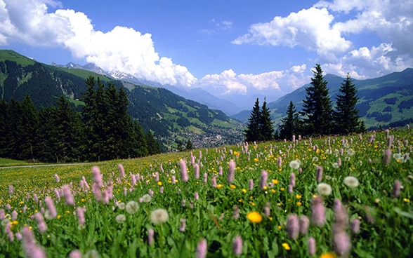 Blumenwiese in Adelboden, Berner Oberland. Blumenwiesen sind in der ganzen Schweiz wichtig für die Artenvielfalt.