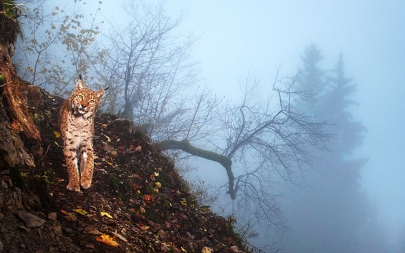 Le lynx est de retour en Suisse depuis 1971. 
