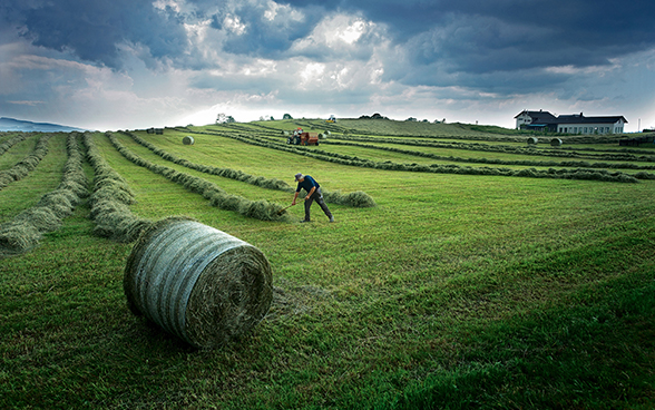 Hay-making in a field