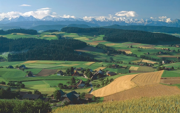 Blick auf die Hügellandschaft des Emmentals im Berner Mittelland mit seinen grünen und gelben Feldern.