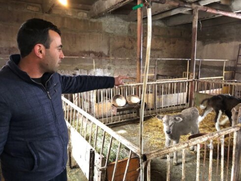 The young farmer takes a good care of his calves 