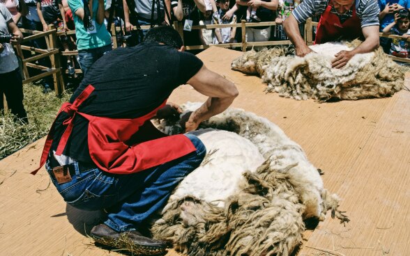 Sheep Shearing Festival 2017 © FDFA