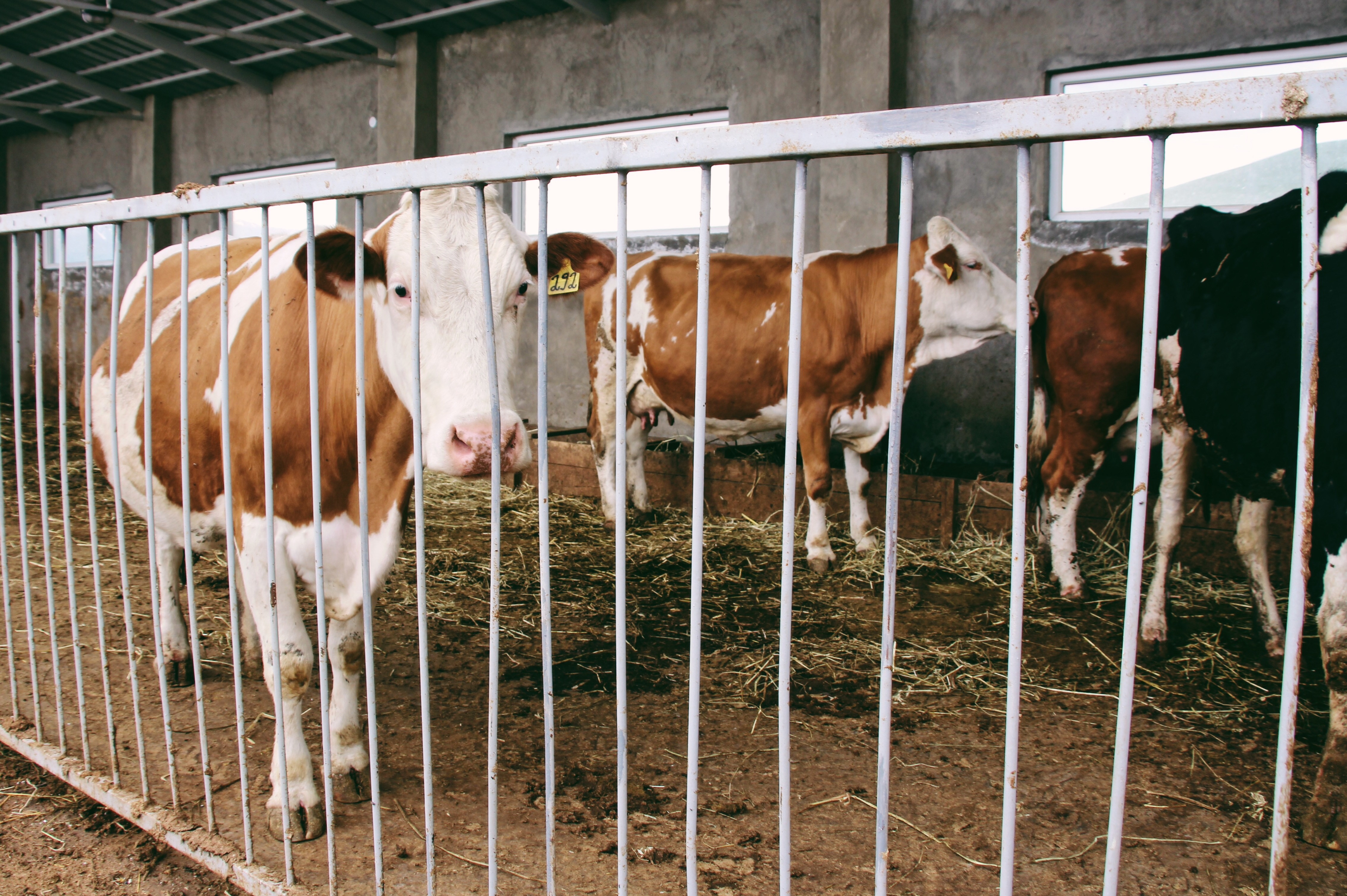 Animal Market in Syunik region 