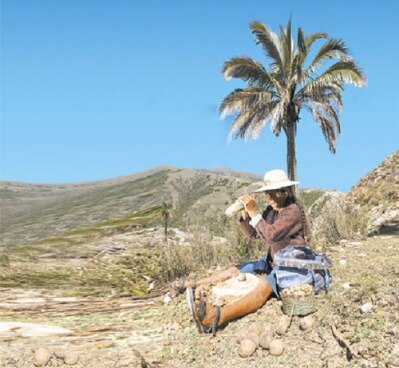 Las bondades del Janchicoco en El Palmar Foto: Pedro Laguna PERIÓDICO LA RAZÓN