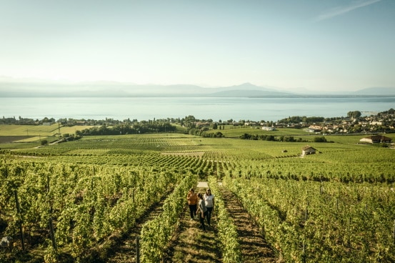 Vineyard Bougy-villars 