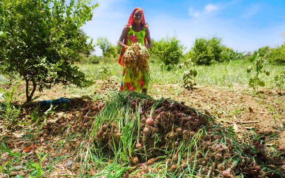 A woman harvests onions in the Baibor valley