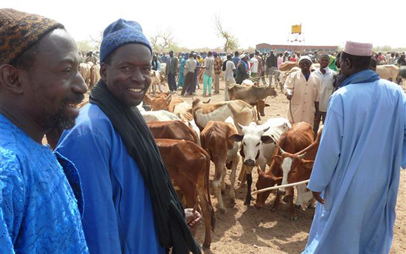 Marché de bétail de Togonaso dans le cercle de Koutiala (région de Sikasso)