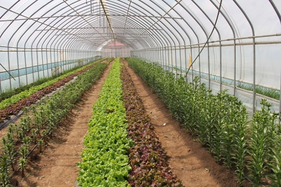 Green House in Mongolia