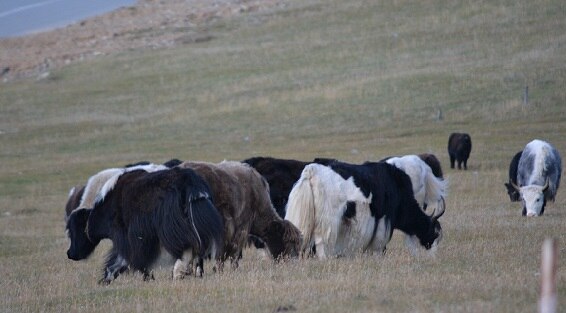 Yak in Mongolia