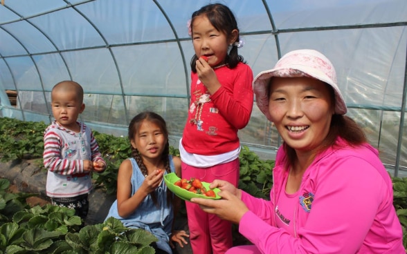 vegi_backyard_farm