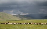 pasture