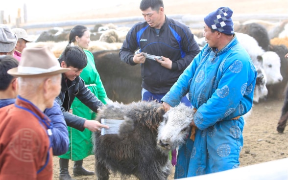 People standing around and petting a yak.