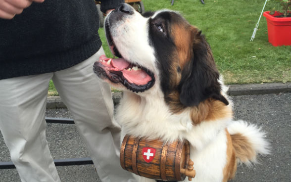 St. Bernard mountain dog