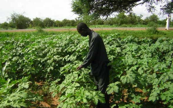 champs de sésame © DDC Niger