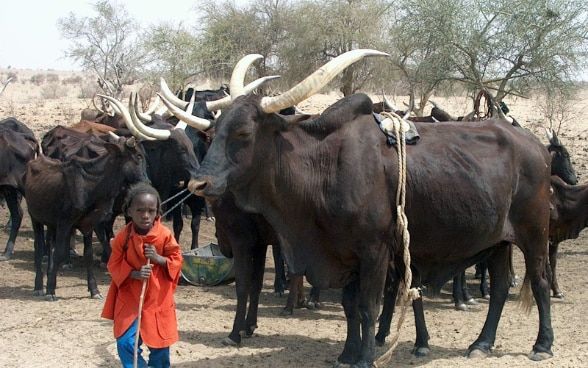 Jeune éleveur peulh © DDC Niger