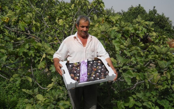 ©ONUDI / Cultivateur de la figue de Djebba