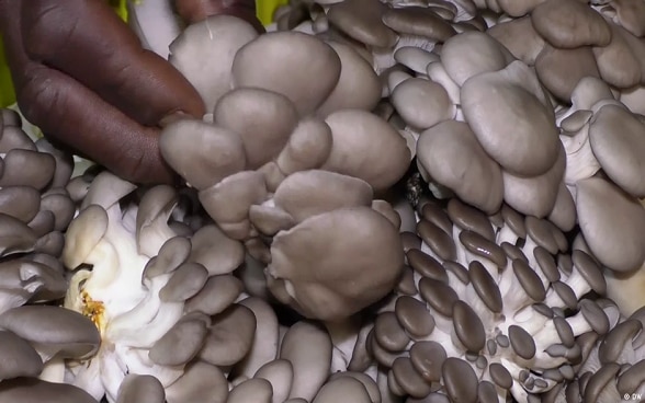 Mushroom helps Zimbabwean urban poor fight hunger