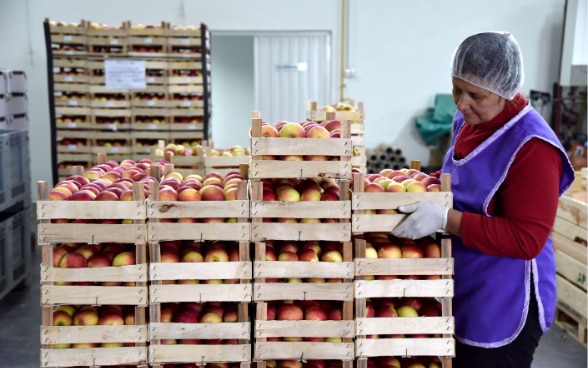 Eine Frau stapelt mit Äpfeln gefüllte Harassen