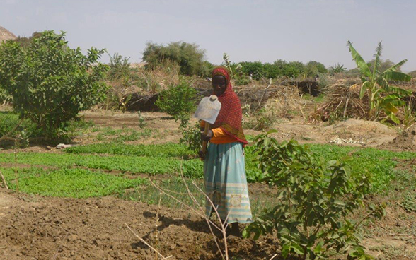 Une femme arrose sa parcelle de légumes à Biltine, dans le Sahel tchadien.