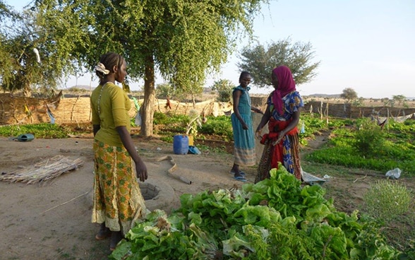Salaternte im Département Biltine in der tschadischen Sahelzone.