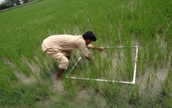 Ein Bauer zählt Reispflanzen pro Quadratmeter.