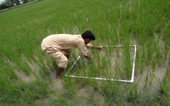 Un agriculteur compte des plants de riz par mètre carré.