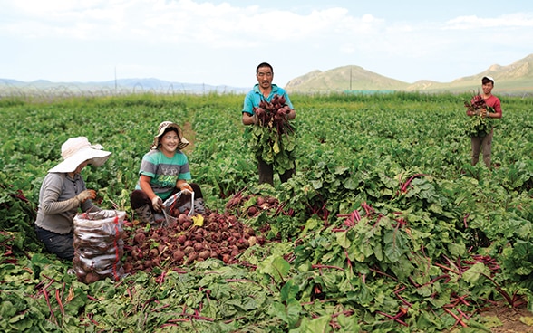 Asiatische Frauen und Männer ernten gemeinsam Gemüse auf einem Feld. 