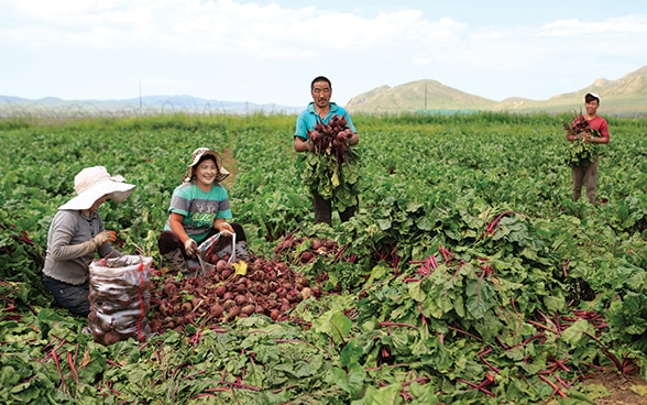 Asiatische Frauen und Männer ernten gemeinsam Gemüse auf einem Feld.
