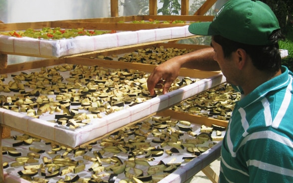 Un uomo ispeziona le verdure essiccate in un impianto di essiccazione.