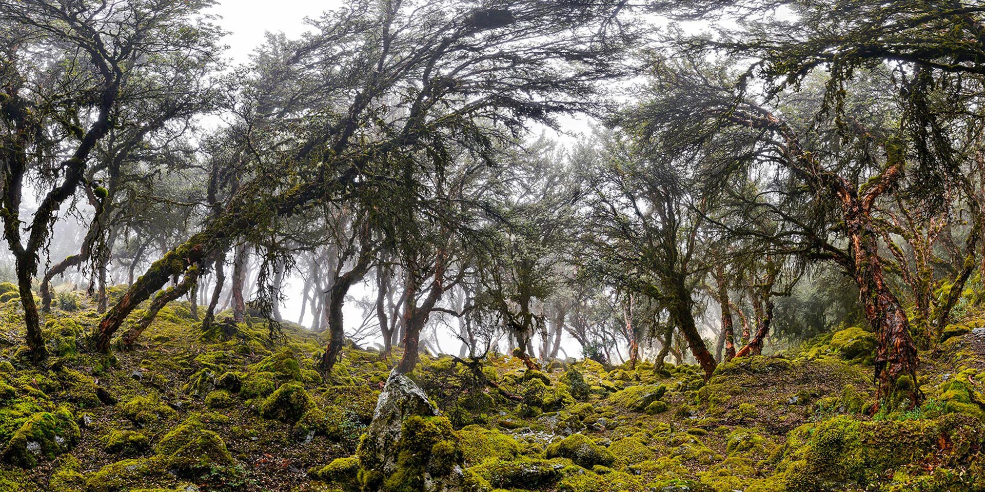 Imagen de un bosque en una ladera