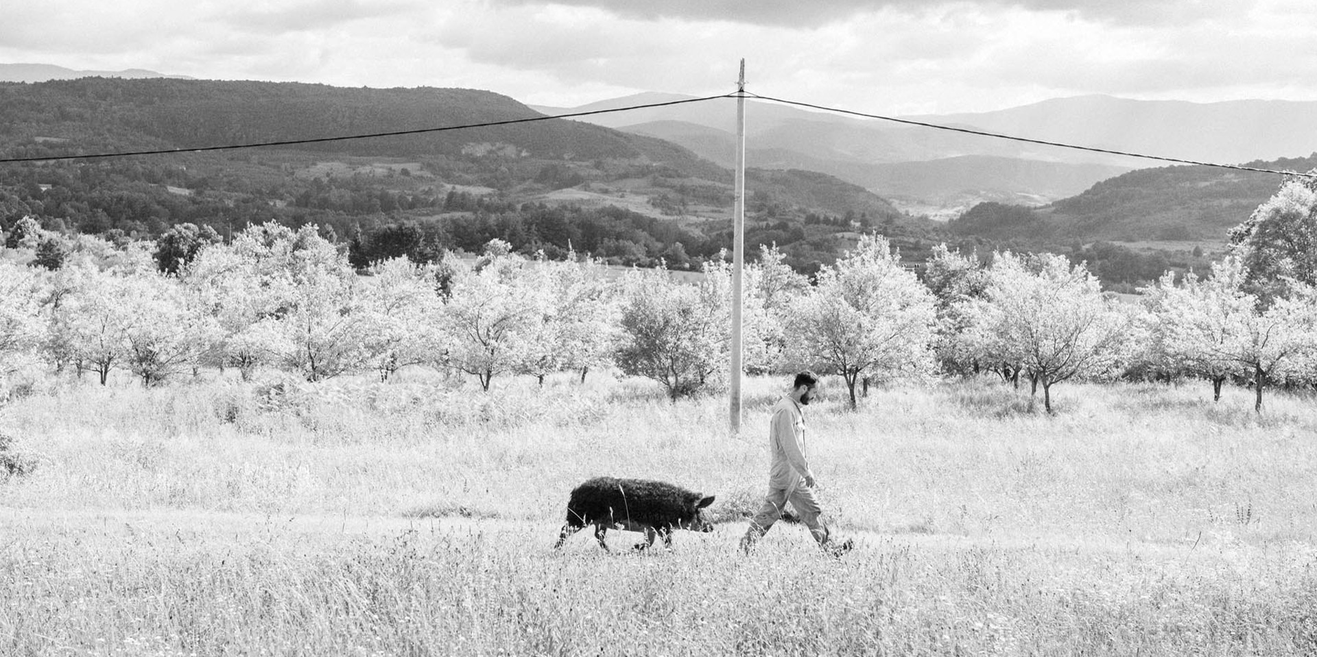 A man walks across scrubland followed by a truffle hog.