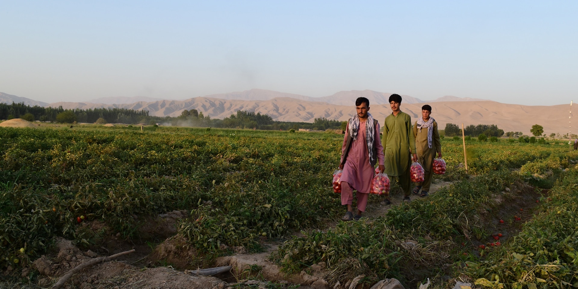 Hombres en un campo de tomates en Afganistán.