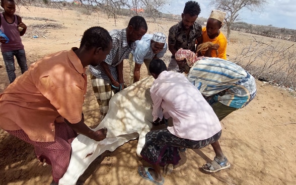 A group of men are trying to save a cow lying on the ground. Behind them, a young boy looks at the scene.