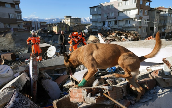 Ein Hund sucht auf den Trümmern eines eingestürzten Hauses, begleitet von zwei Mitgliedern der Rettungskette.