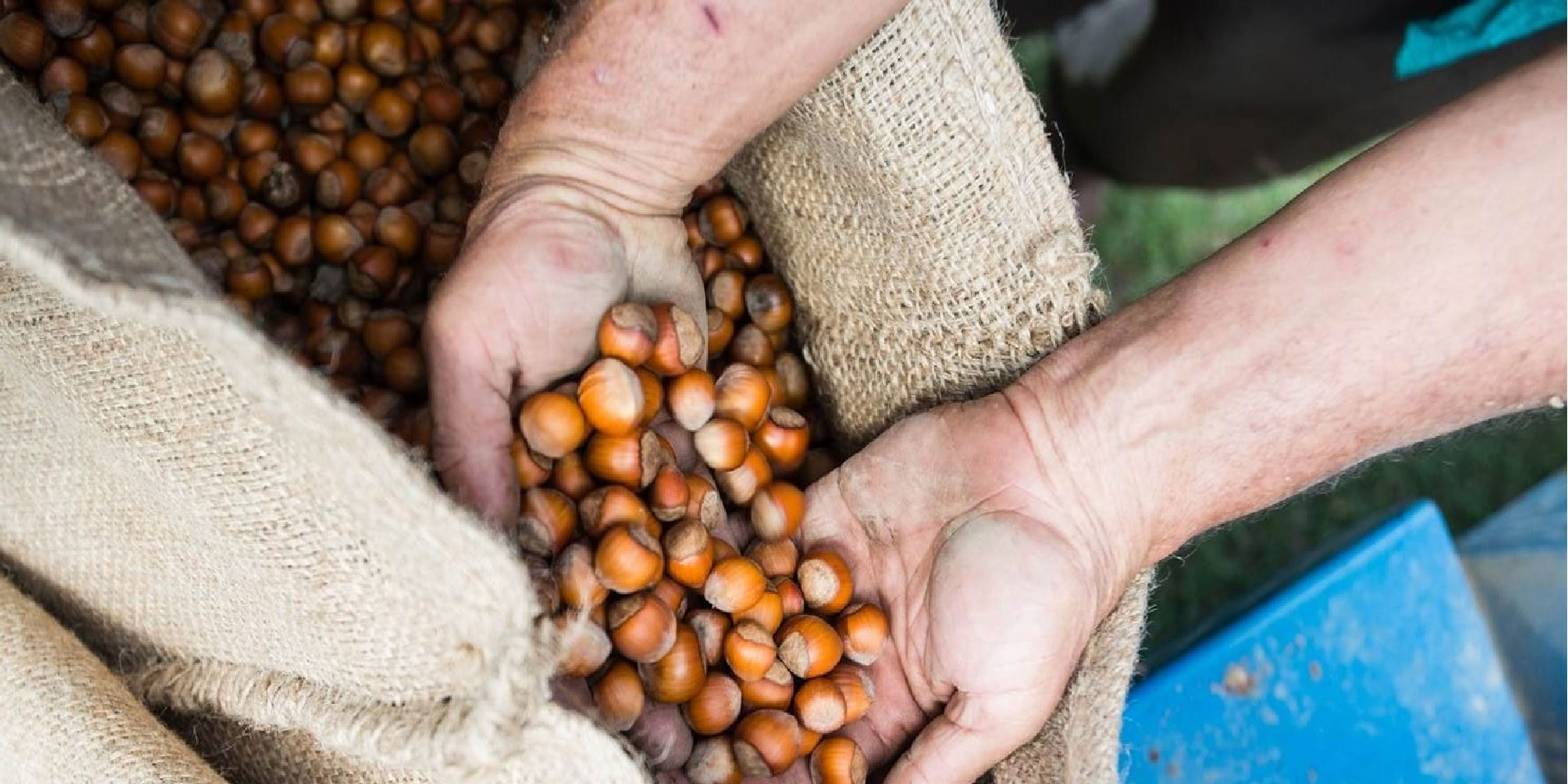 A person holding hazelnuts.
