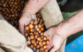 Switzerland supports hazelnut cultivation