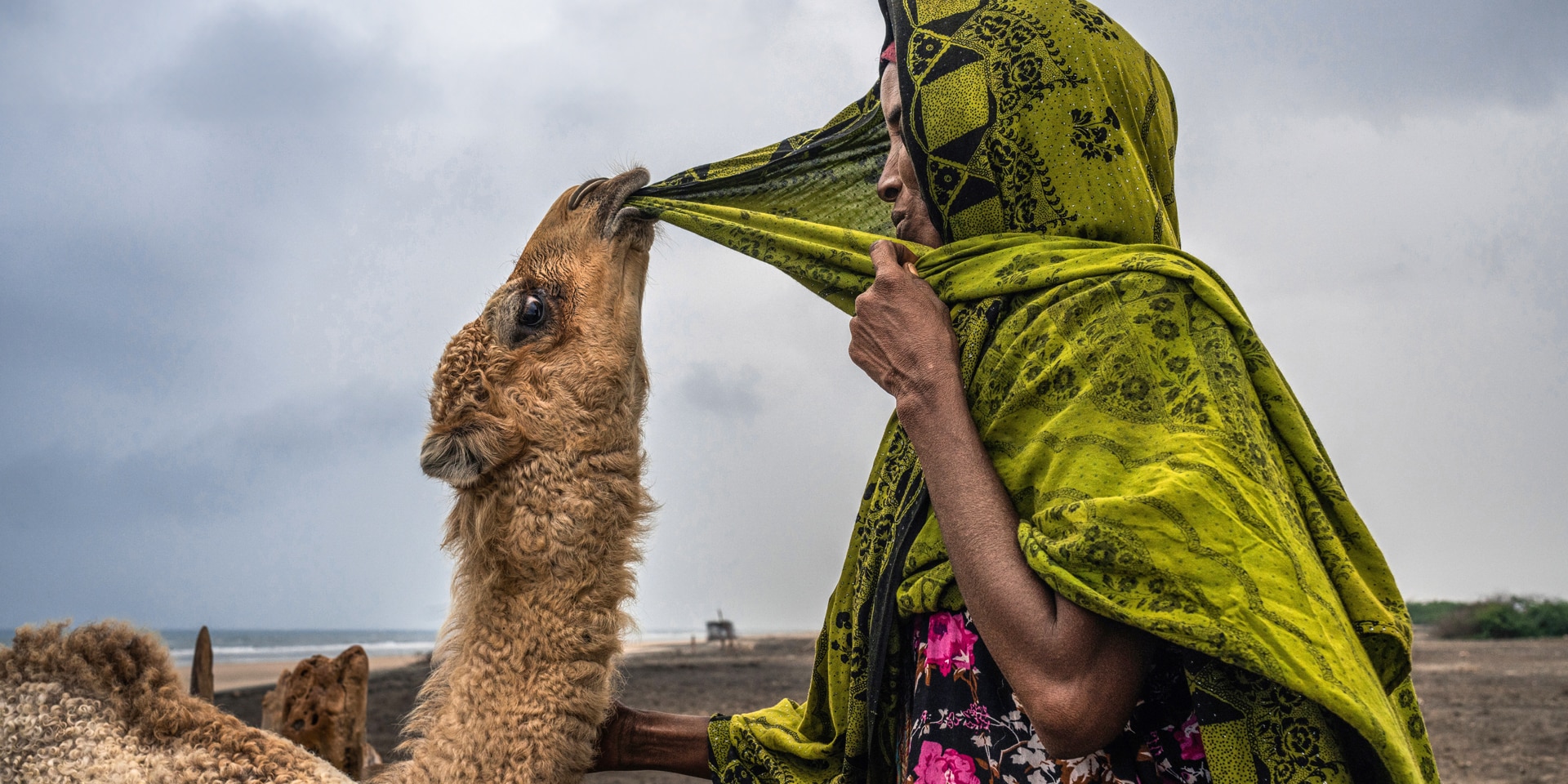 A camel nibbles on a woman's headscarf. The woman holds the headscarf under her chin with one hand and strokes the camel with the other.