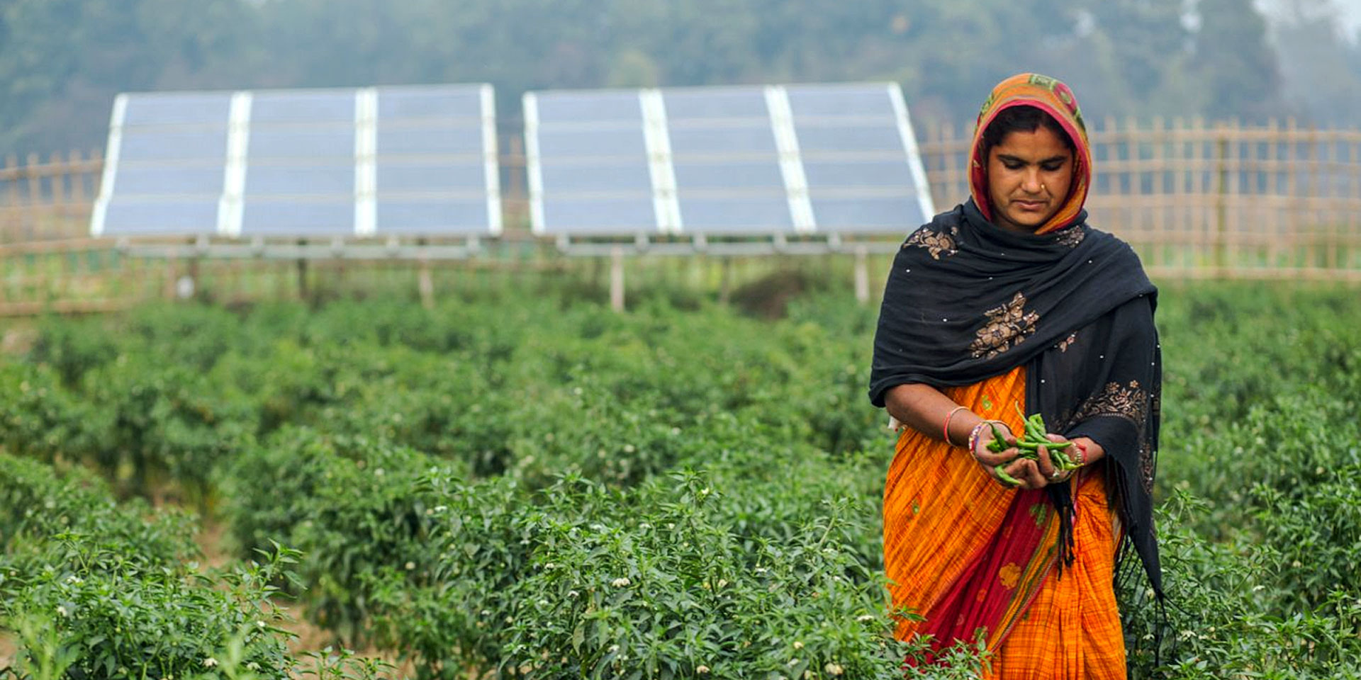 Una mujer con un sari naranja está cosechando verduras frescas de color verde en una zona por lo demás seca. Al fondo se ven paneles solares.