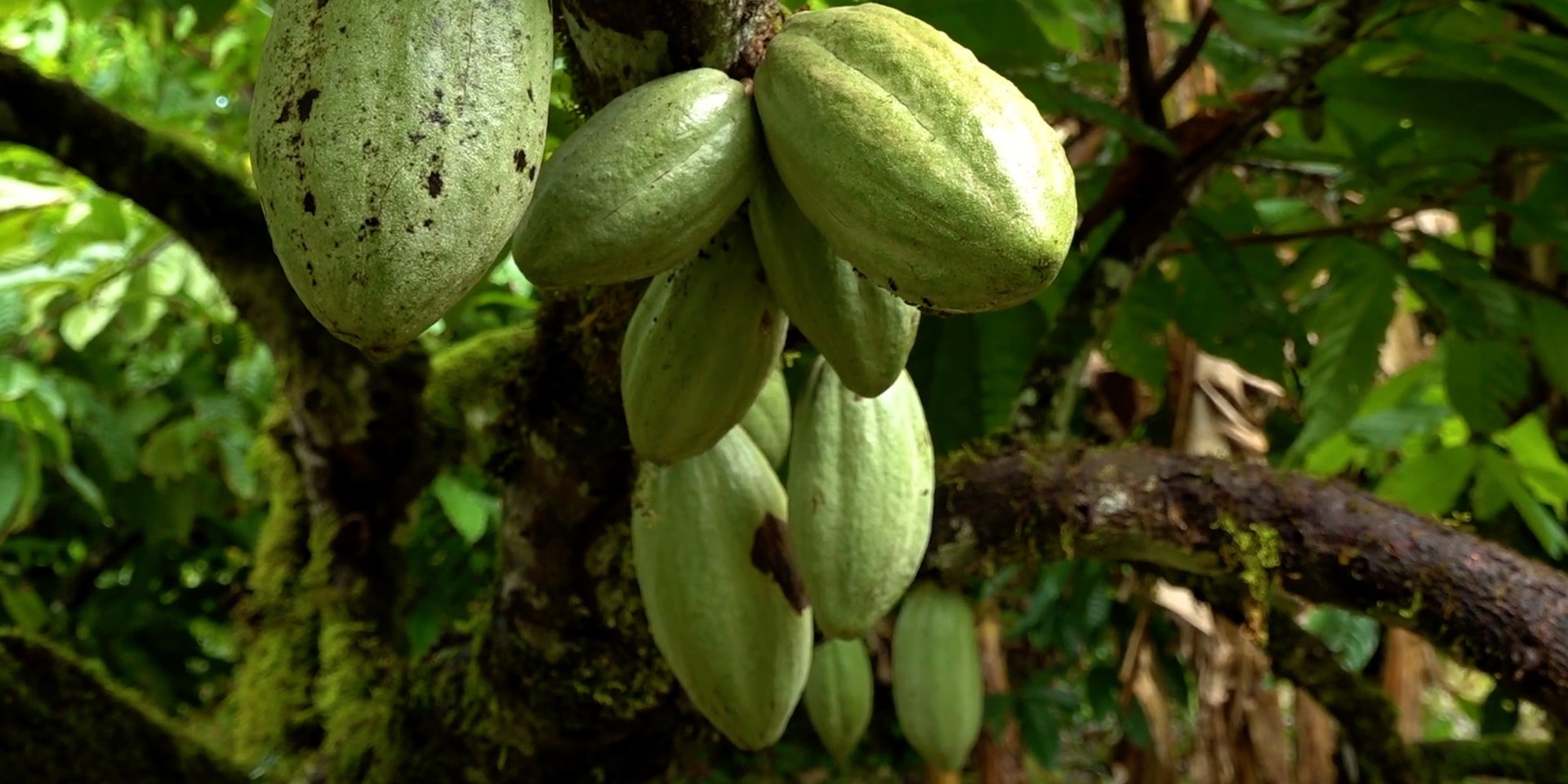 Cacao en grano
