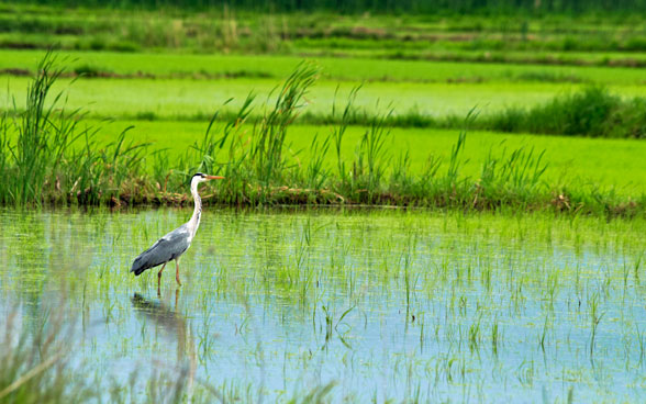 Una garza en los arrozales de la región de Bregalnica.