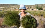 Una donna in un campo di tè rooibos. 