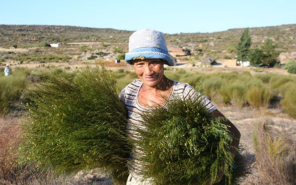 Une femme dans un champ de rooibos. 