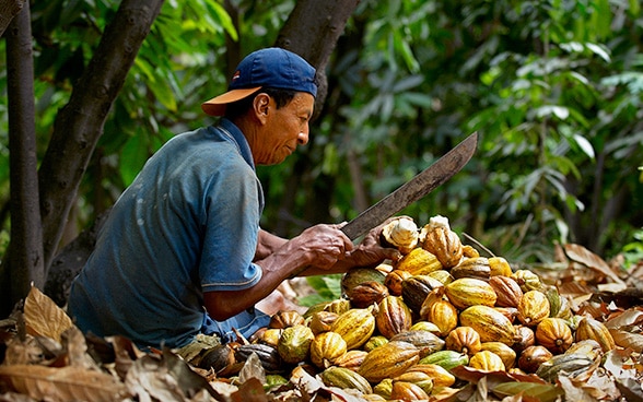 A man grows cocoa.