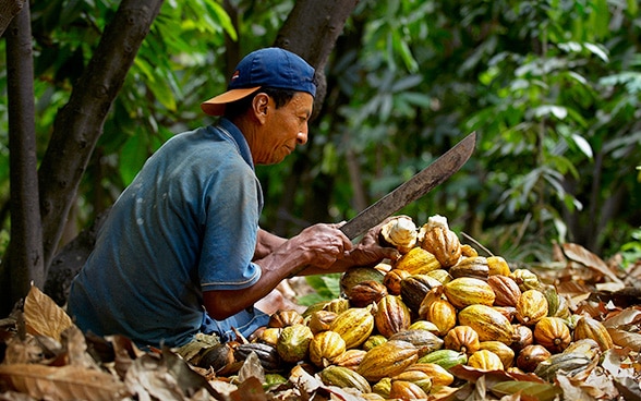 A man grows cocoa. 