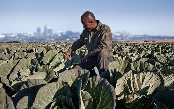 An african man knees in a cabbage field and examines the leaves. . A city is visible in the distance.