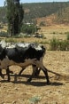 Un fermier africain laboure un champ avec ses bœufs.