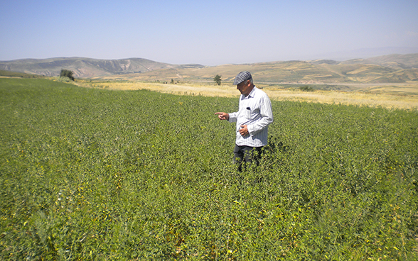 Agronomo della Caritas in un campo di cartamo.